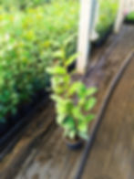 Camelia S (Pequeña)