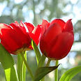 Tulipanes