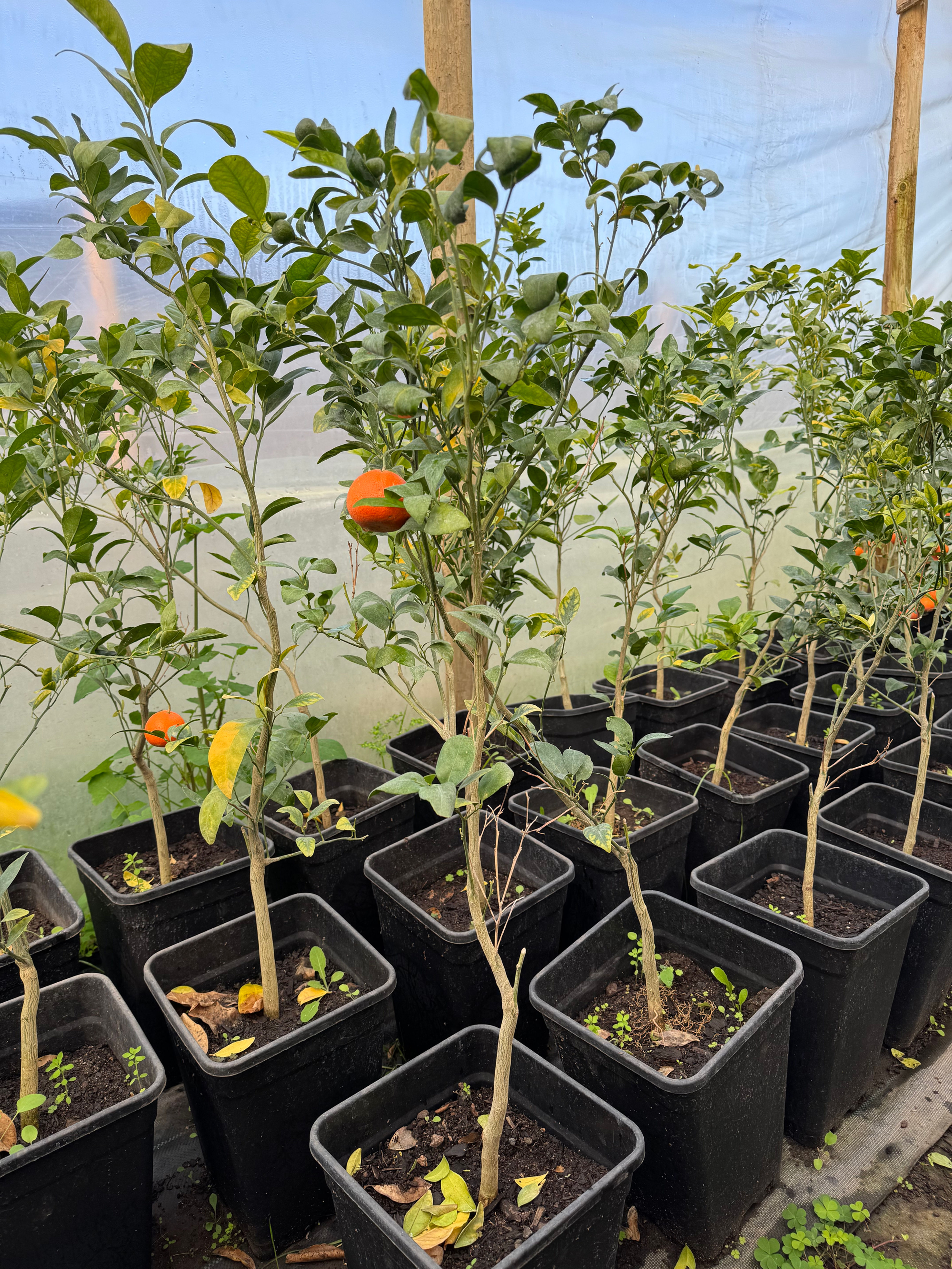 Mandarino W. Murcott (2 a 3 años de formación)