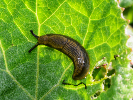 10 formas de evitar y combatir las plagas de caracoles y babosas