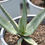 Miniatura: Aloe Yellow Chapeaux