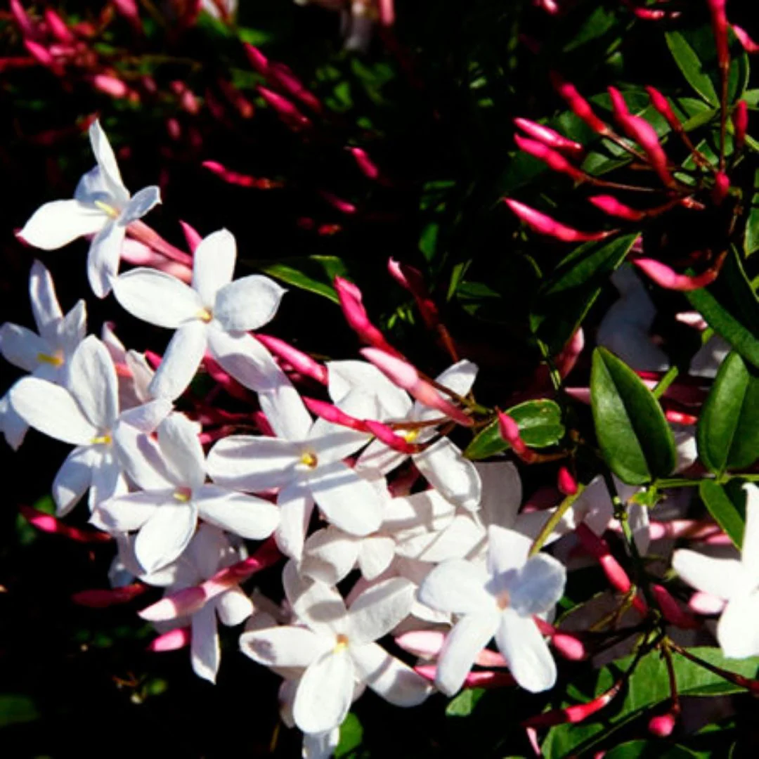 Jazmín Polyanthum