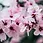 Miniatura: Cerezo en flor (Sakura)