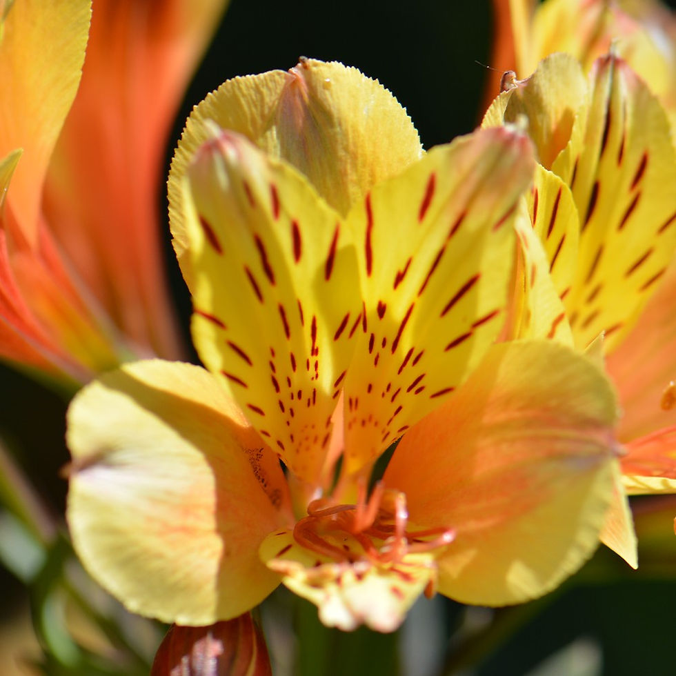 Miniatura: Alstromeria