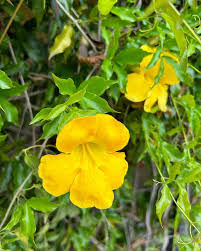 Bignonia uña de gato (Dolichandra unguis-cati))