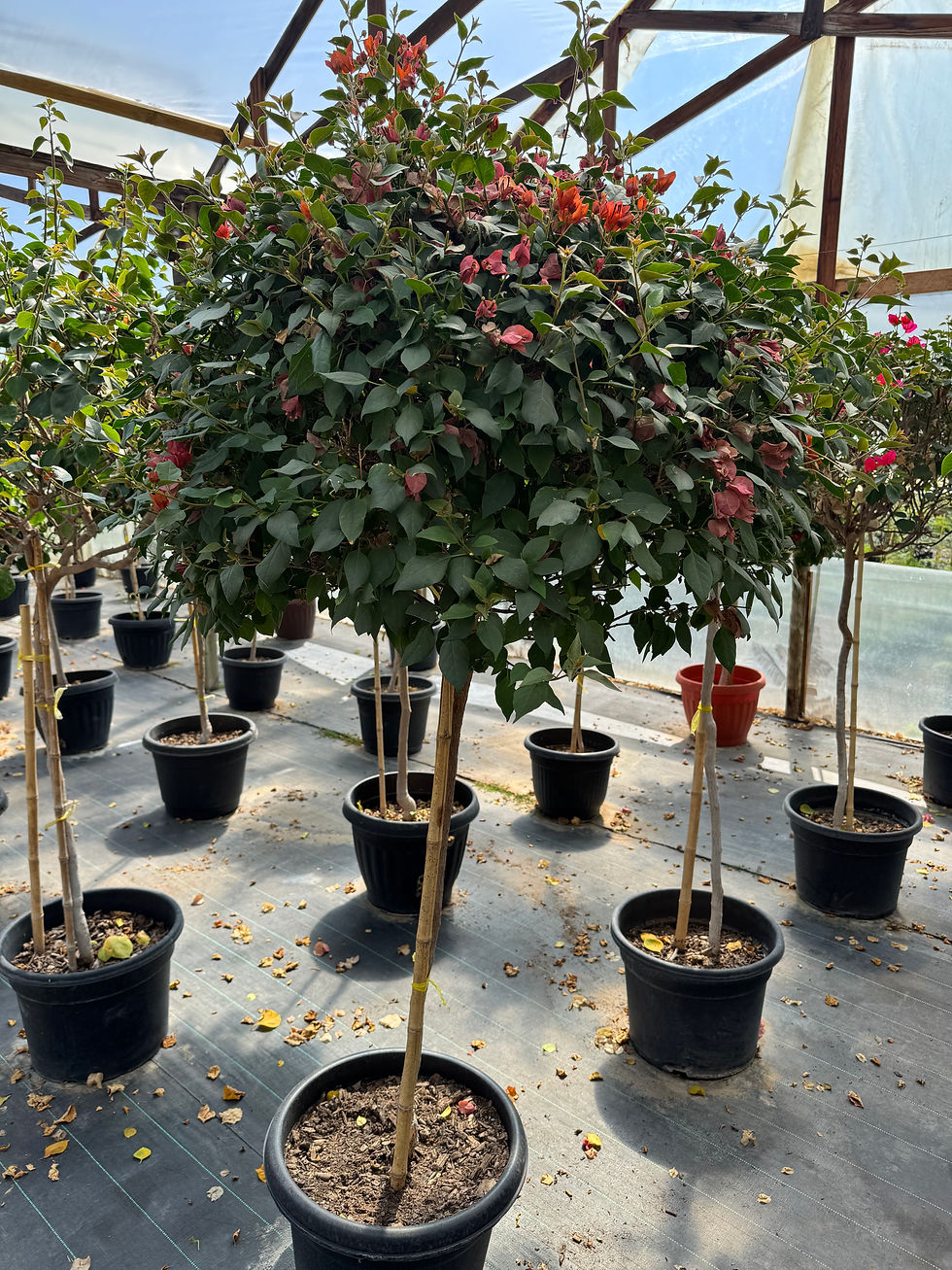 Bouganvillea pie alto (6 años de formación)