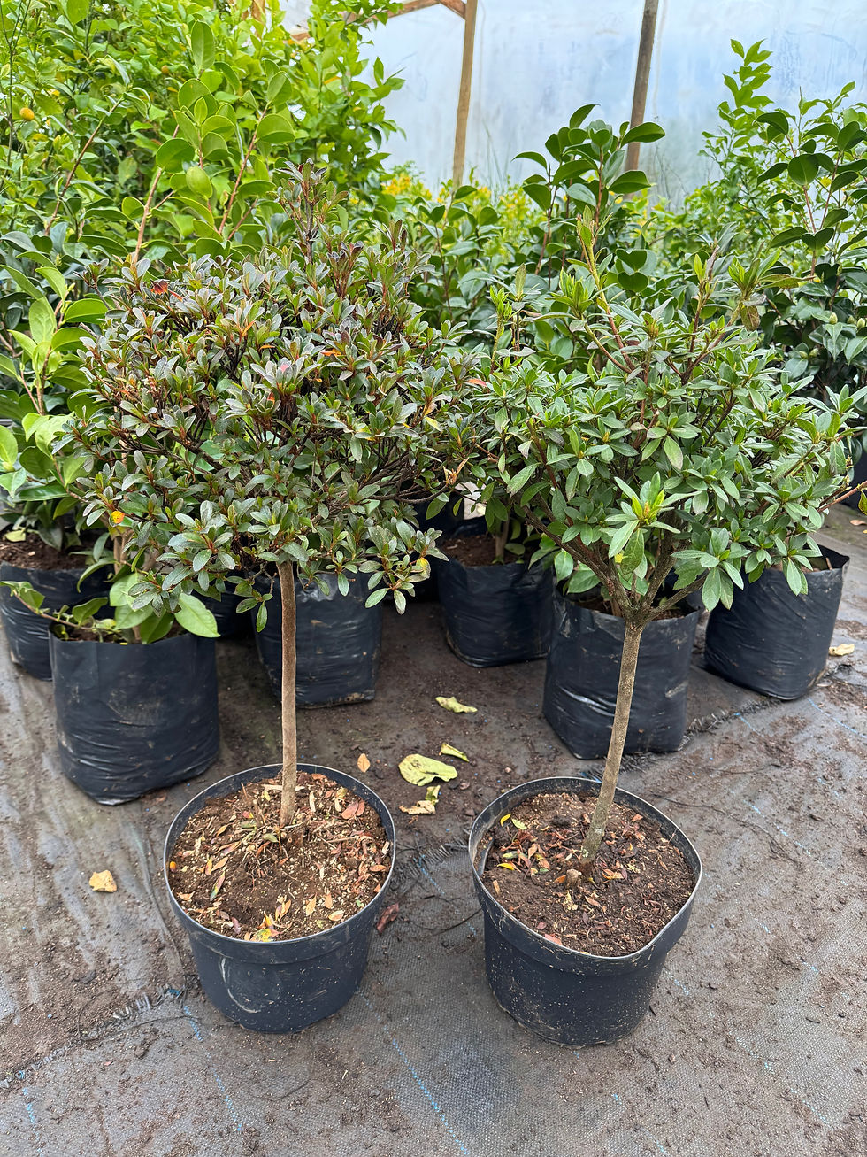 Azalea pie alto