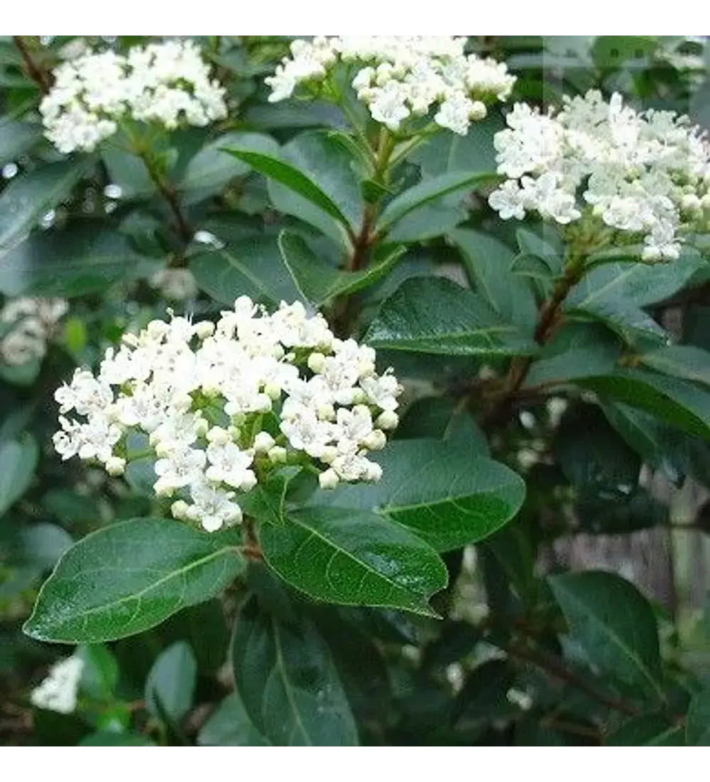 Laurentina (Viburnum Tinus)