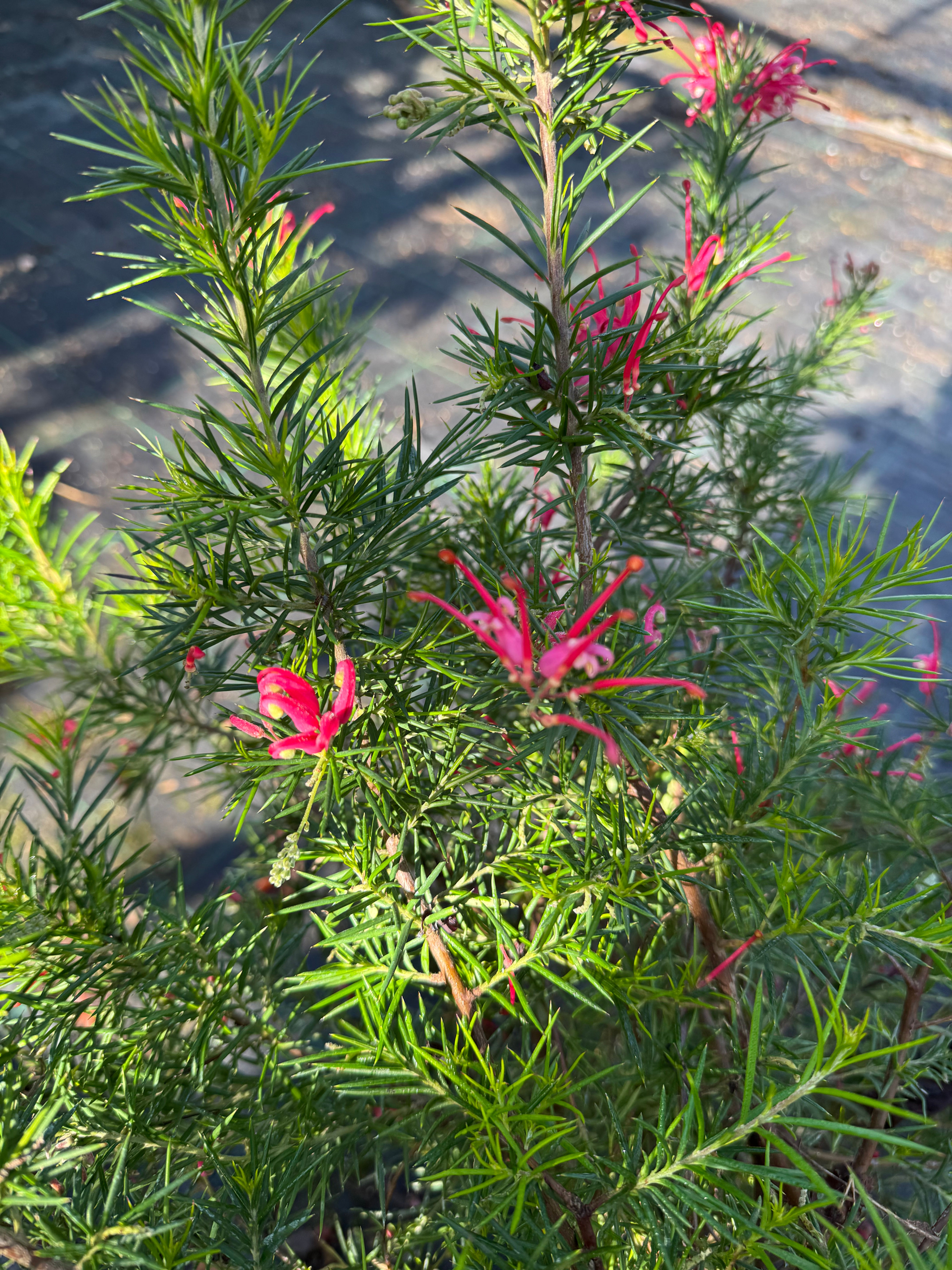 Grevillea rosmarinifolia