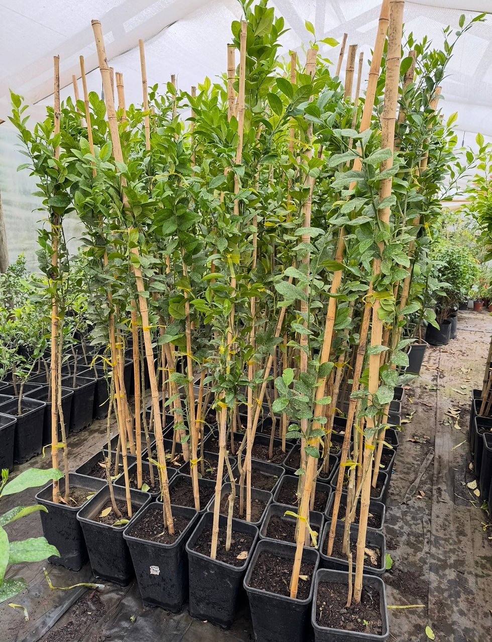 Limón Sutil de Pica (2 a 3 años de formación)