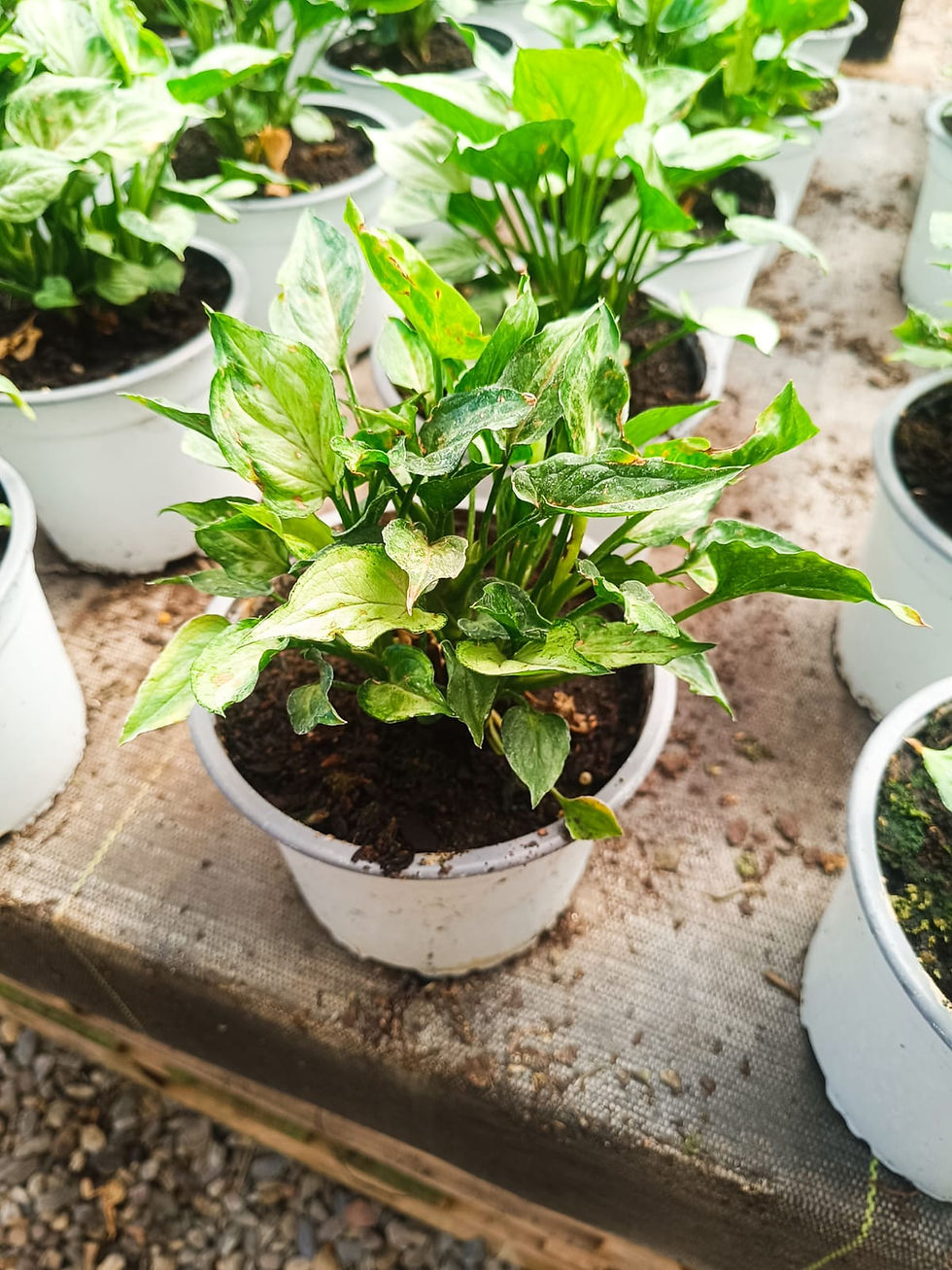 Miniatura: Syngonium Mouse