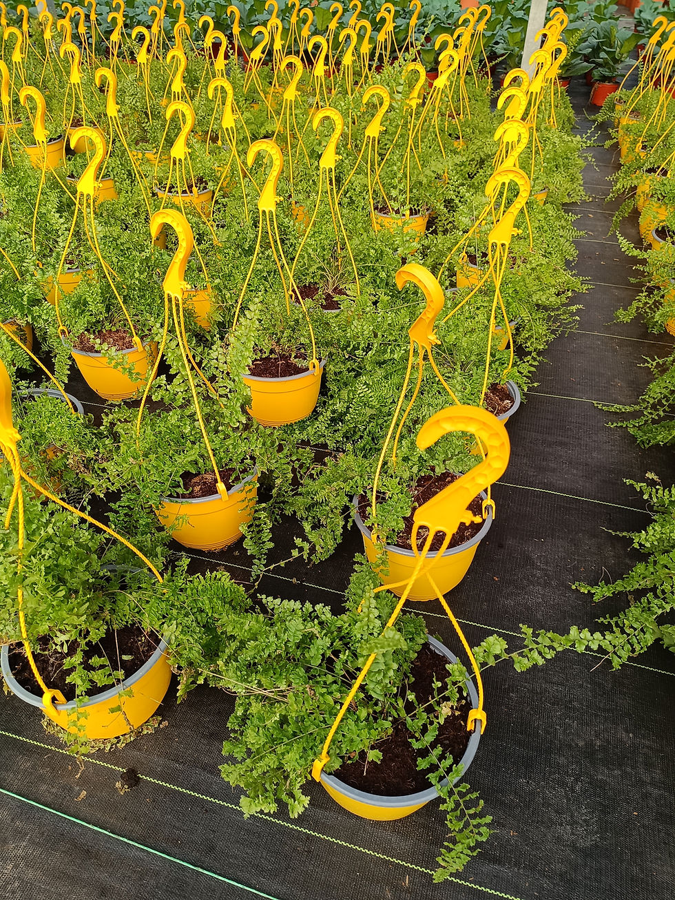 Helecho Velo de Novia colgante