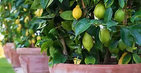 limon en maceta.jpeg