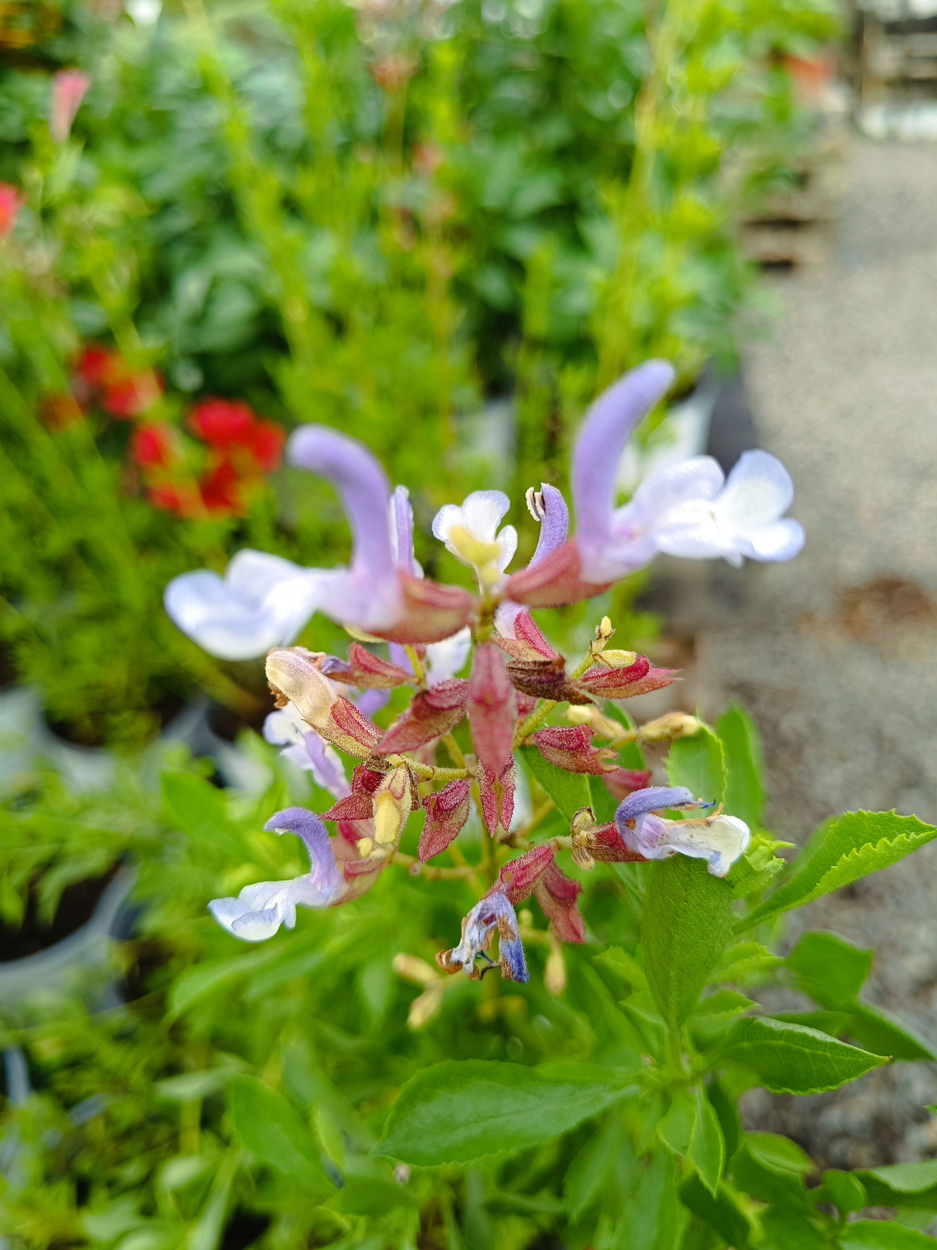 Salvia Chamelaeagnea