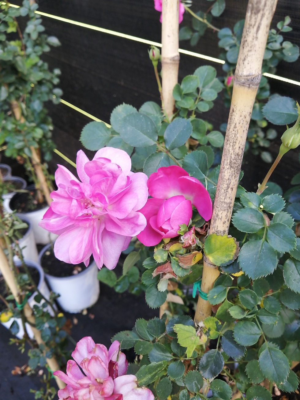 Miniatura: Rosa Duo Allegro - Trepadora