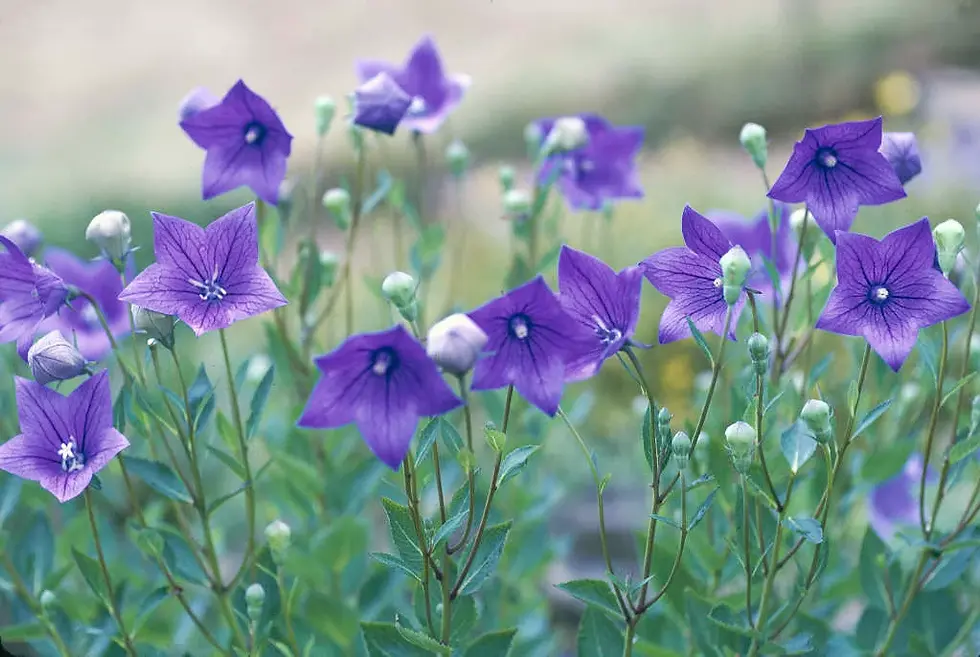 Platycodon grandiflorus