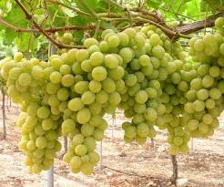 Parra Superior Seedless