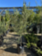 Olivo Sevillano 4 años de formación