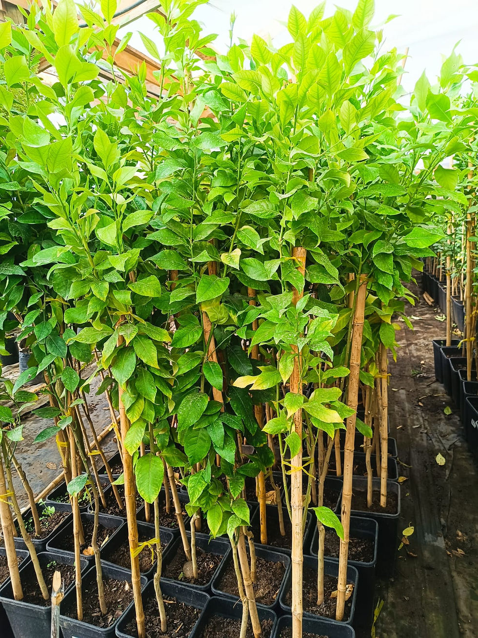 Limón Génova (2 a 3 años de formación)