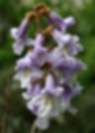 Árbol Paulownia (Kiri) Mediano (M)