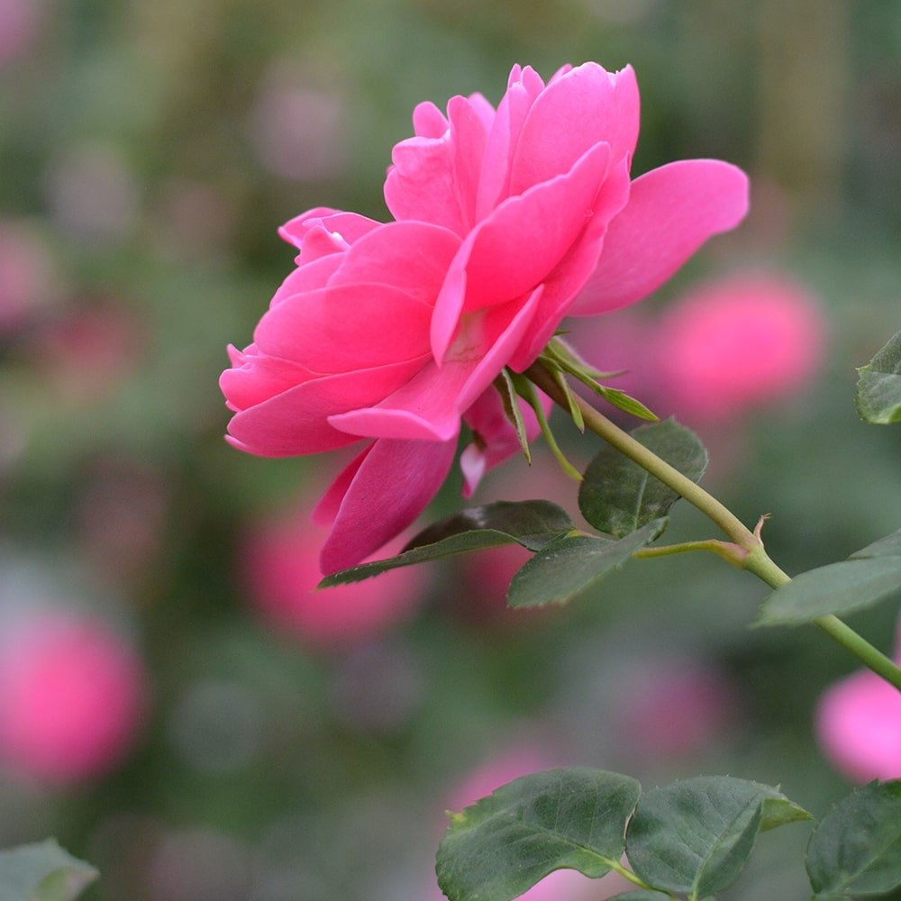 Rosa Allegro - Trepadora