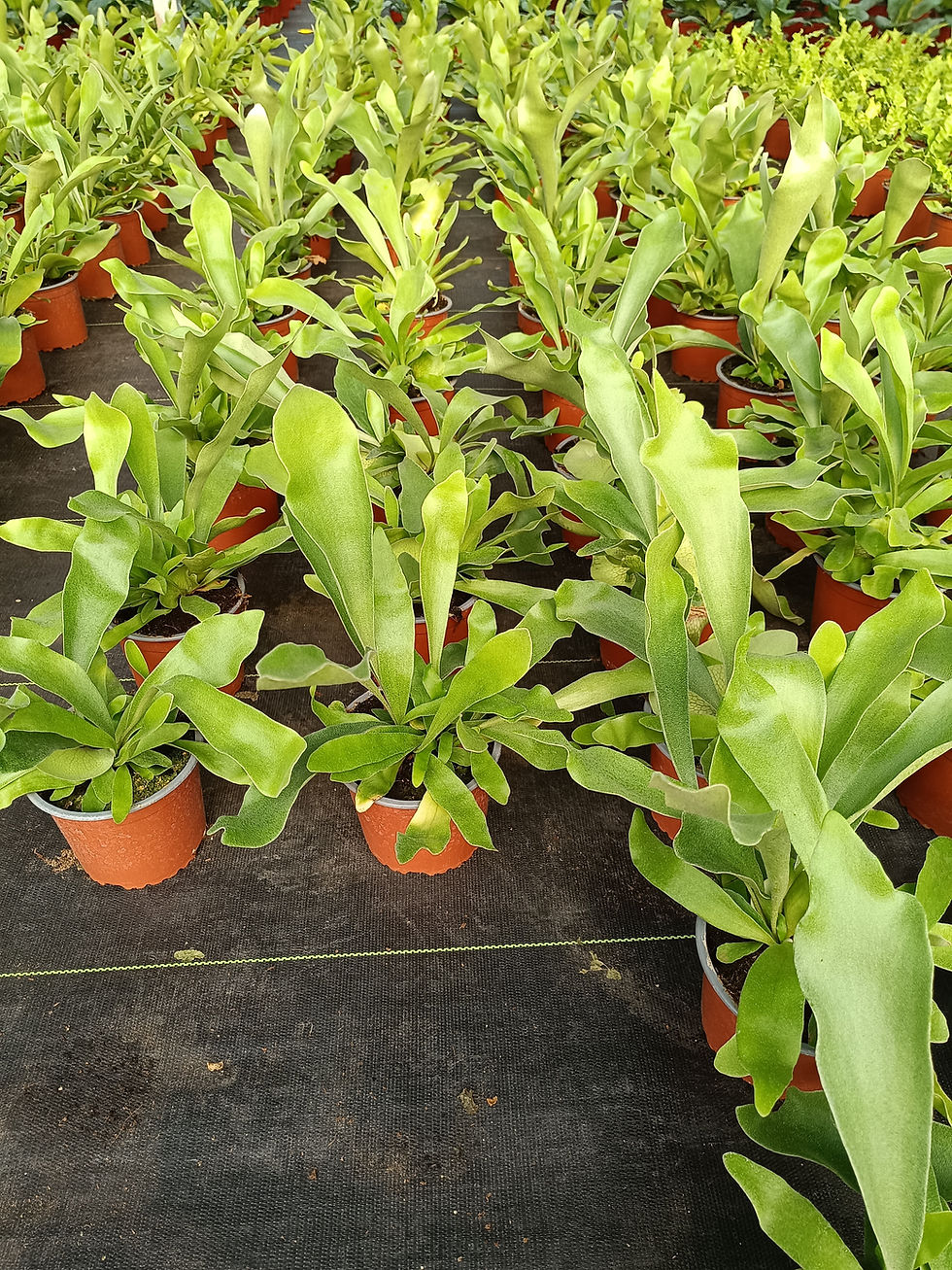 Helecho Cuerno de Alce