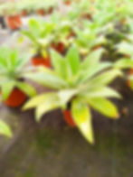 Agave Attenuata pequeño (S)