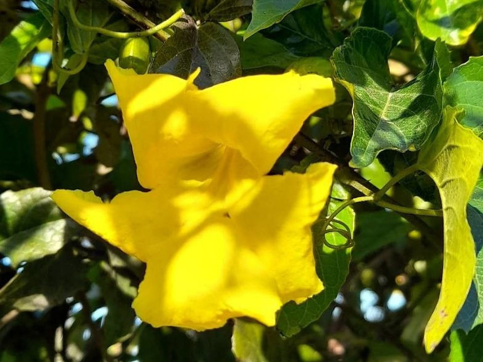 Bignonia uña de gato (Dolichandra unguis-cati))