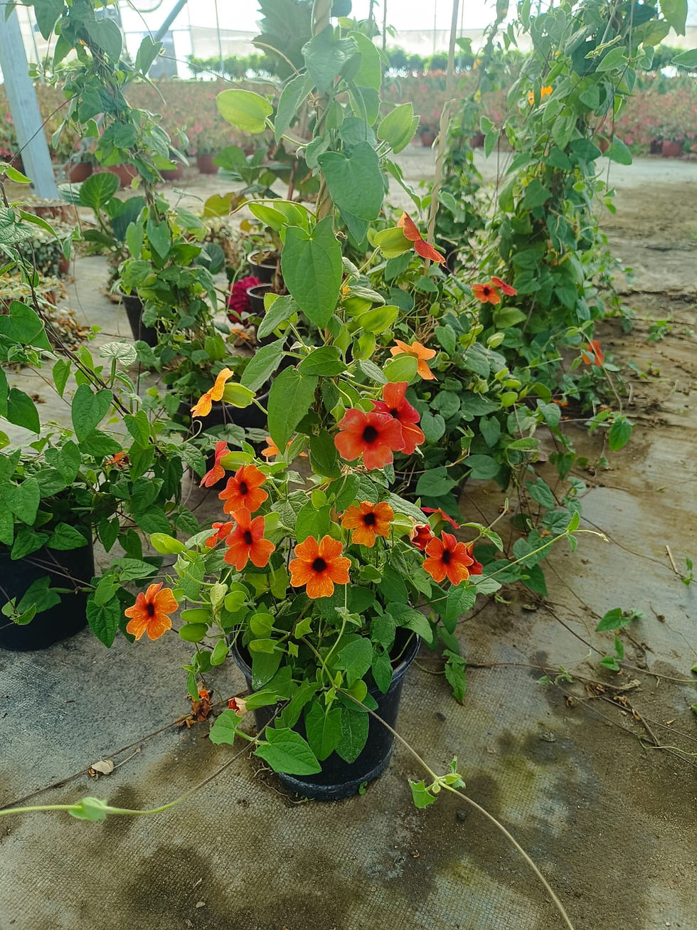 Thunbergia alata (Ojo de Susana) S Pequeña