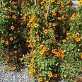 Thunbergia alata (Ojo de Susana)