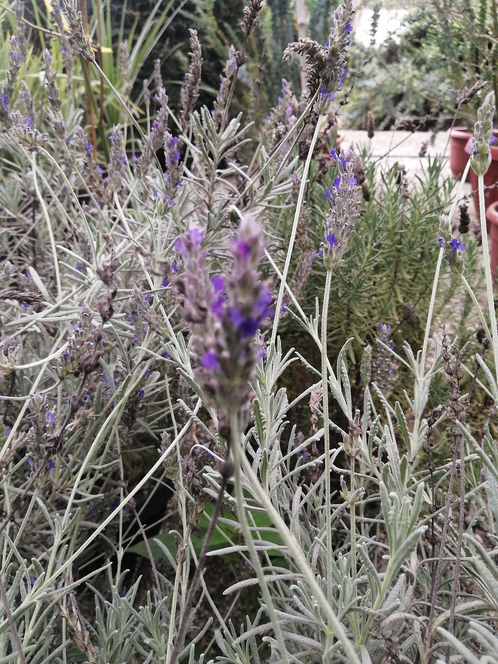 Miniatura: Lavanda Francesa