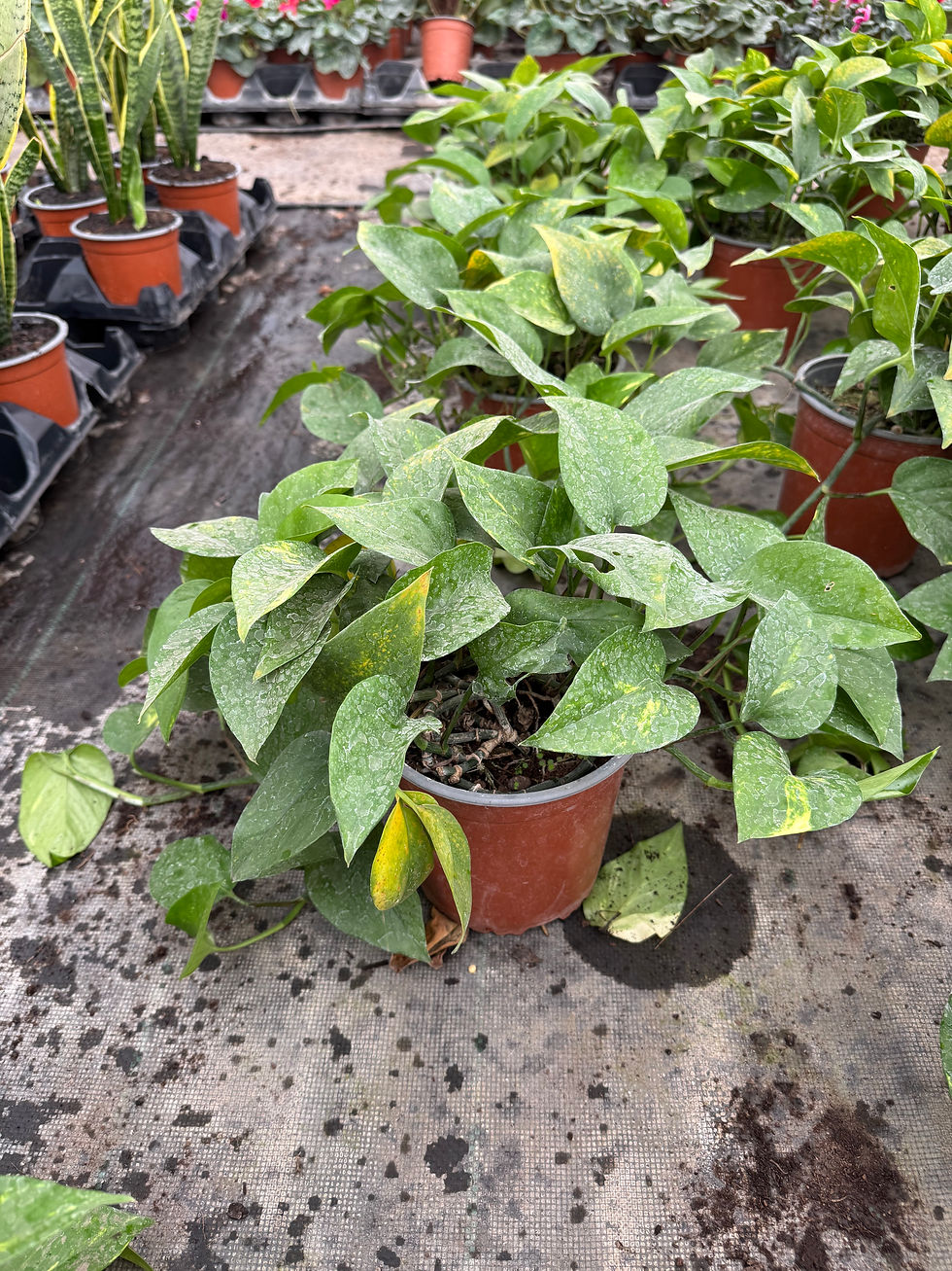 Scindapsus (Pothus) M