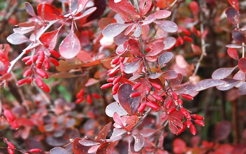 Berberis Thumbergii