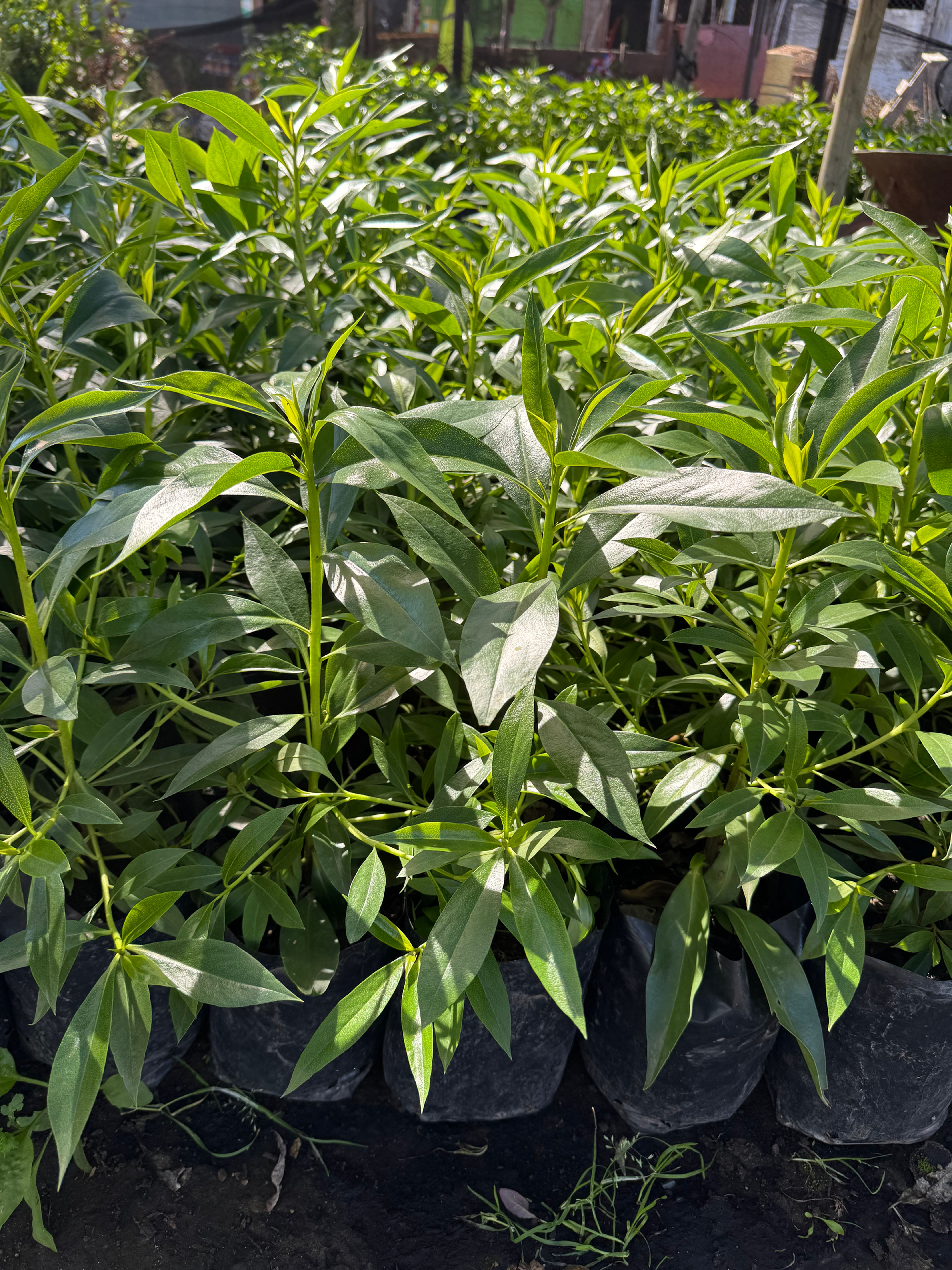 Mioporo pequeño (S)