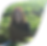 ree