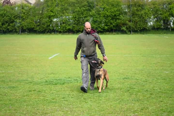 Man with dog walking by his side, dog training