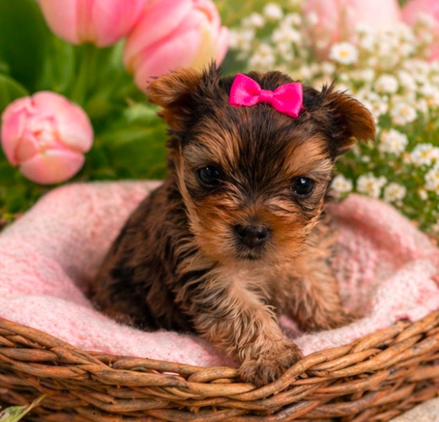 Thumbnail: Sakura and Sancho's Beautiful Litter