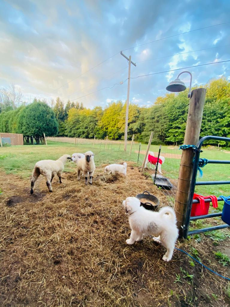 Farm Workshops