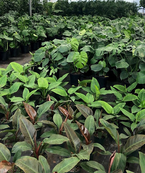Tropical nursery