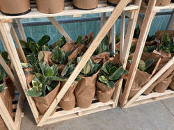 10" Ficus Tineke