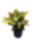 8" Croton Petra indoor tropical plants