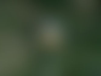 Dandelion Cookie Recipe | Vegan