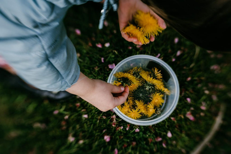 Dandelion foraging_livewildandfree