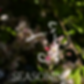 Assets, Erba Website-23.png