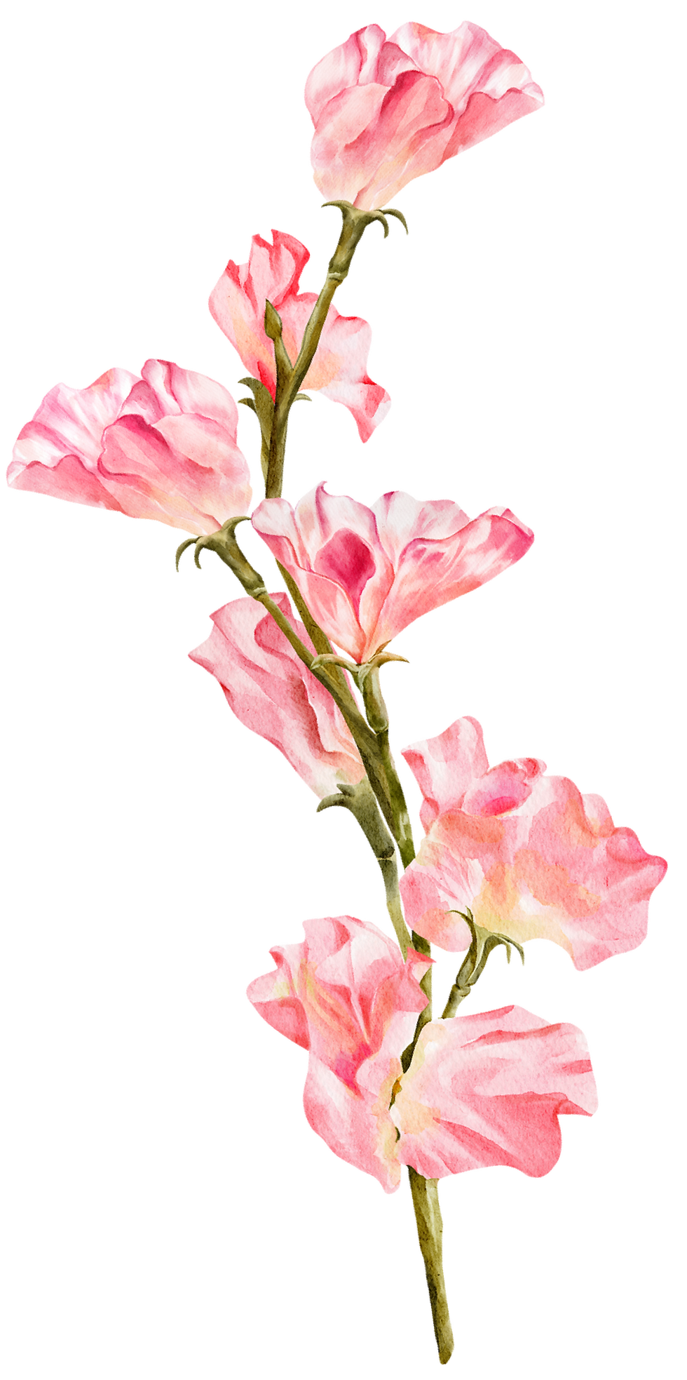 florals-03.png