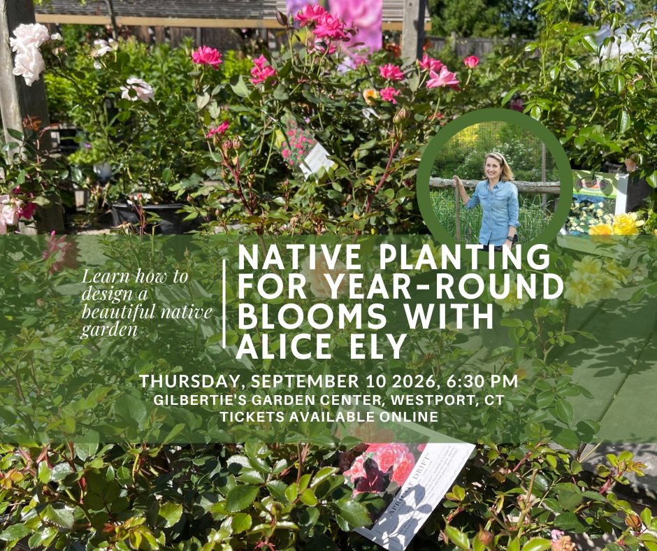Native Planting for Year-Round Blooms with Alice Ely