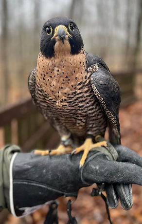 Meet the Birds | Middle Tennessee Raptor Center
