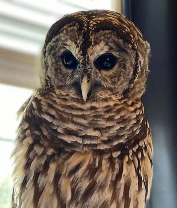 Meet the Birds | Middle Tennessee Raptor Center