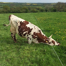 c0854d9e-a32b-4429-8a12-dc5613f7fc83_edi