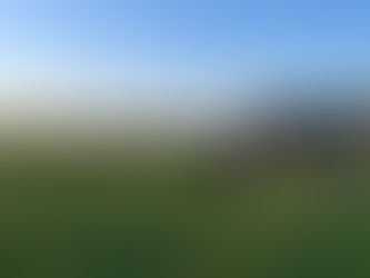 Cows grazing in the field at dusk